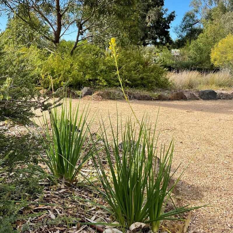 Bulbine lily (Bulbine bulbosa)