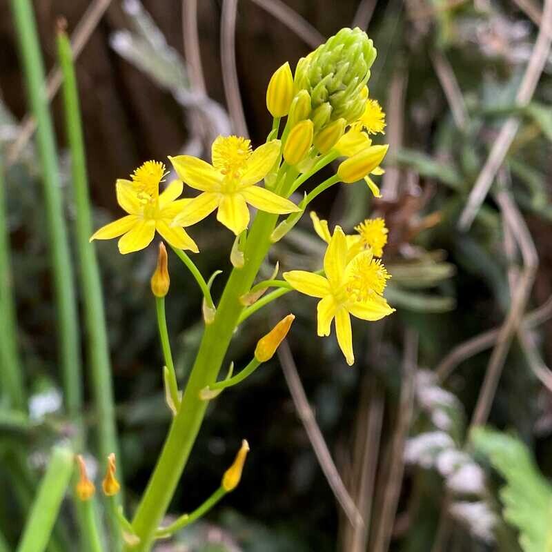 Bulbine lily (Bulbine bulbosa)