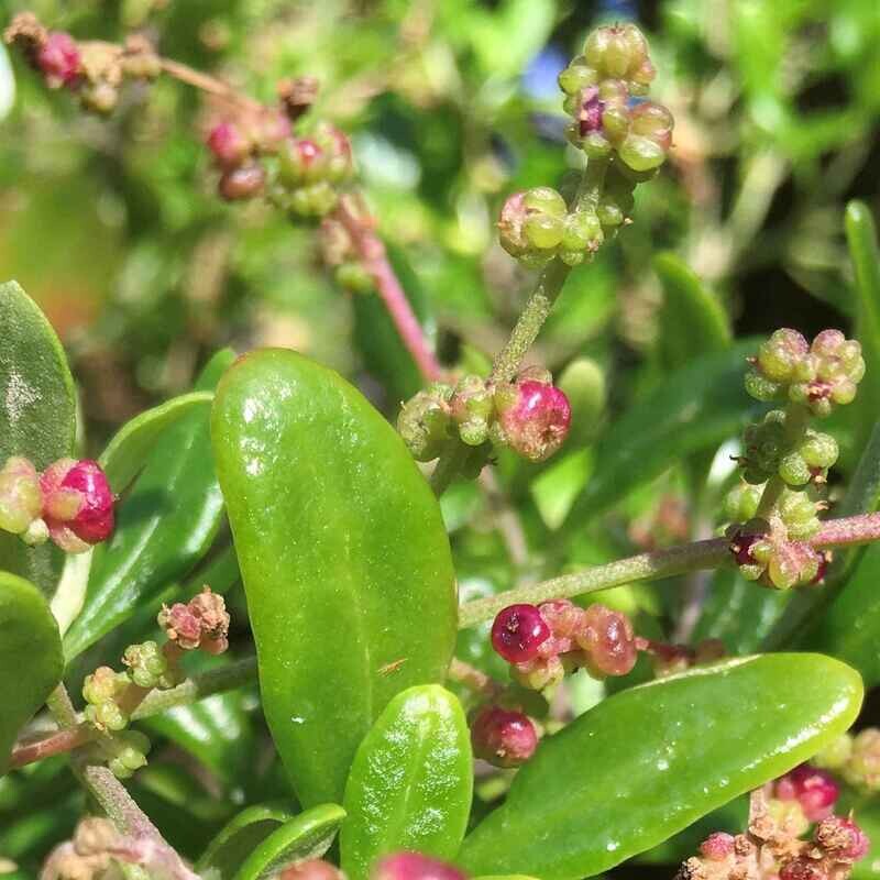 Seaberry saltbush (Chenopodium candolleanum, Rhagodia candolleana​)