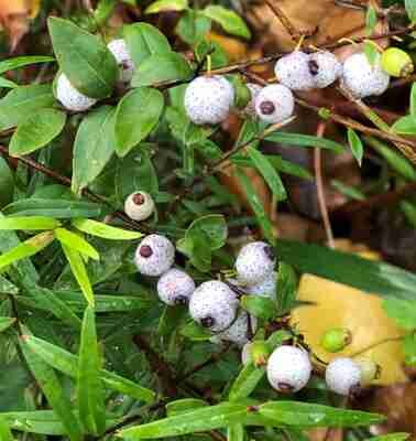Midyim Berry (Austromyrtus dulcis)