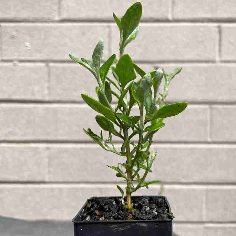 Seaberry saltbush (Chenopodium candolleanum, Rhagodia candolleana​)