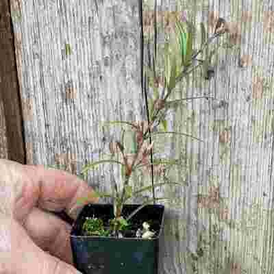 Midyim Berry (Austromyrtus dulcis)