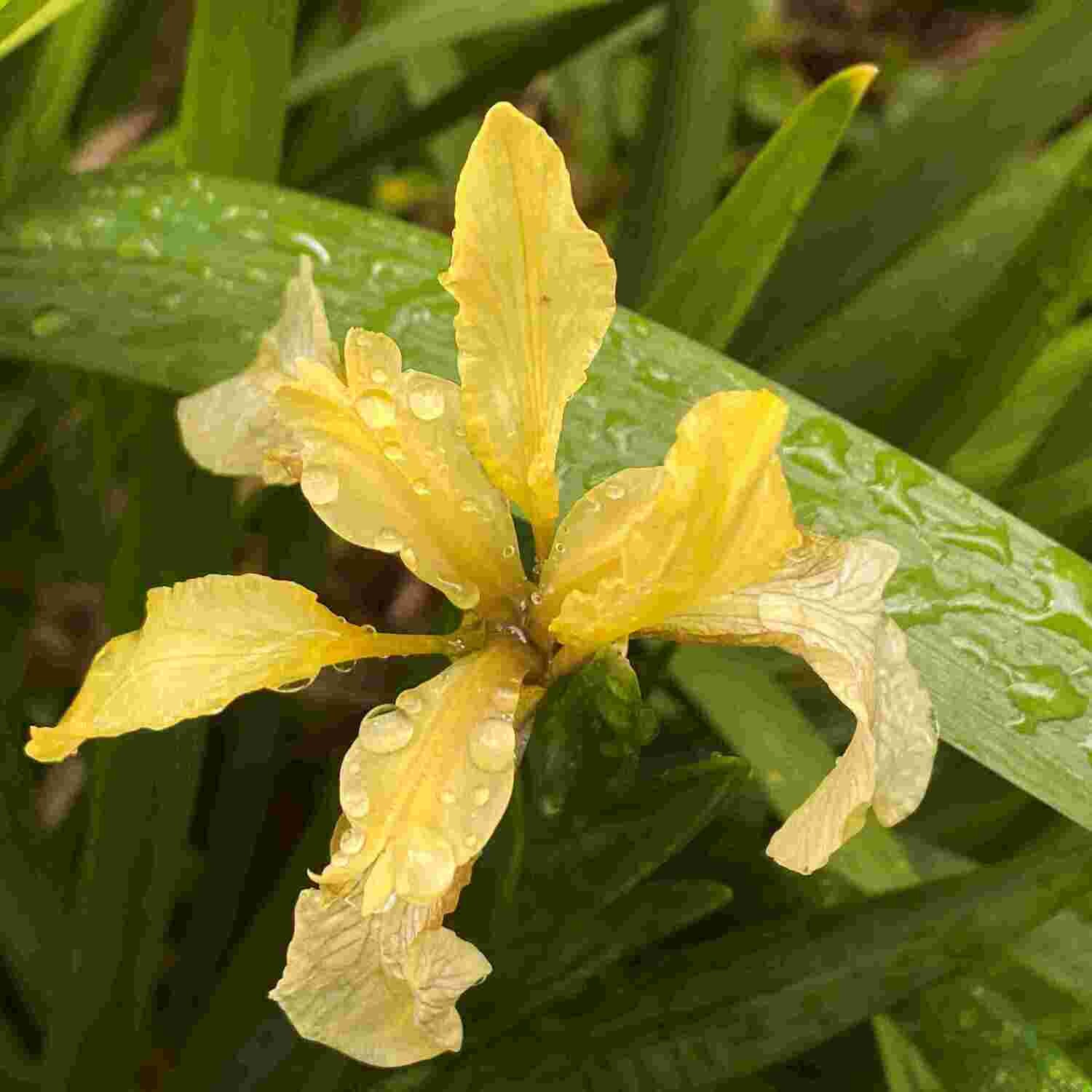 Orange seeded iris (Iris foetidissima)