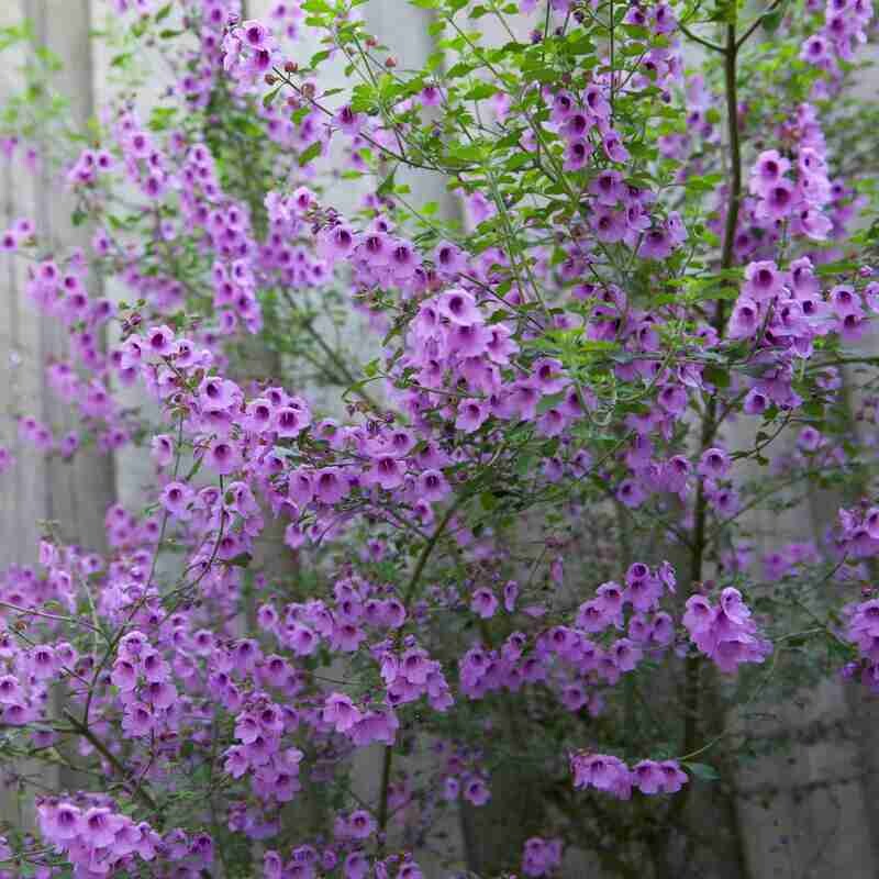 Native sage (Prostanthera incisa)