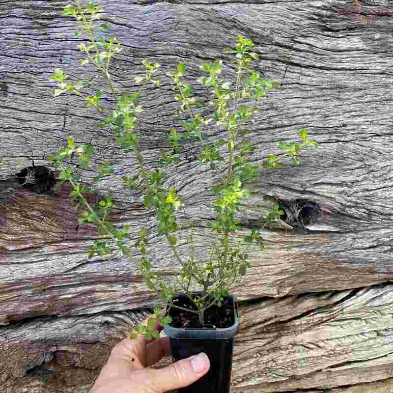 Native sage (Prostanthera incisa)
