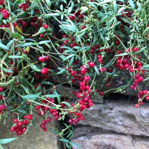Nodding Saltbush - Einada nutans/Chenopodium nutans