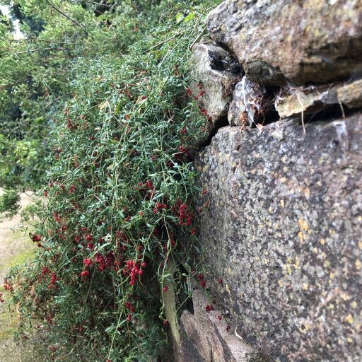 Nodding Saltbush - Einada nutans/Chenopodium nutans