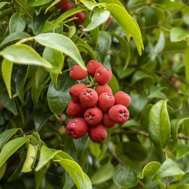 Riberry, Lilly pilly (Syzygium luehmannii)