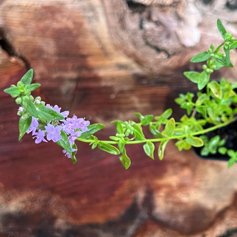 Slender mint, Wild mint (Mentha diemenica)