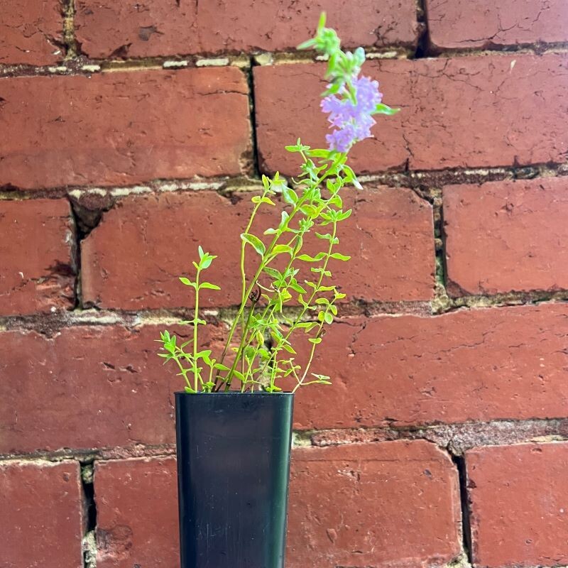 Slender mint, Wild mint (Mentha diemenica)