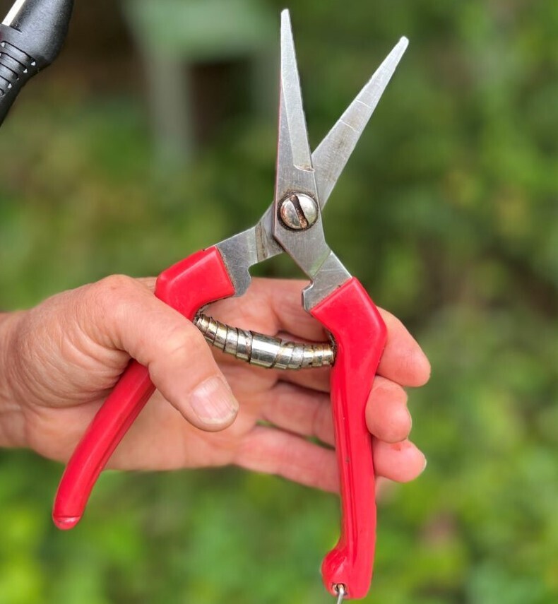 Flower, Fruit, Foraging and Planting Snips for harvesting and root pruning