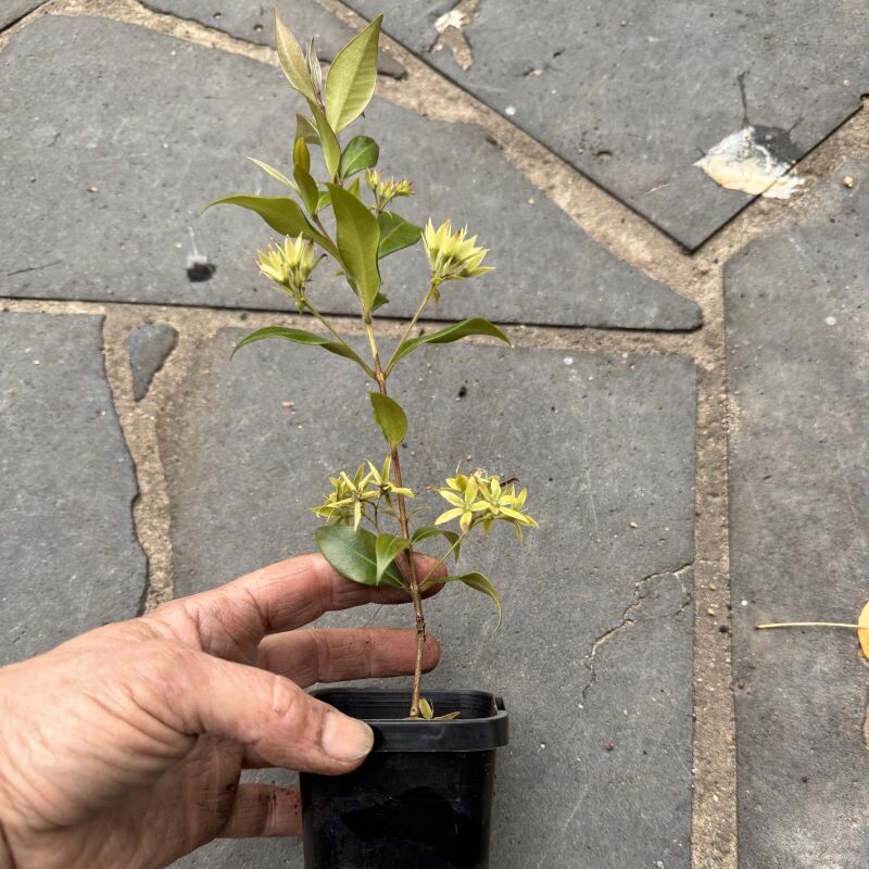 Cinnamon Myrtle (Backhousia myrtifolia) plant
