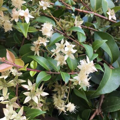 Cinnamon Myrtle (Backhousia myrtifolia) plant