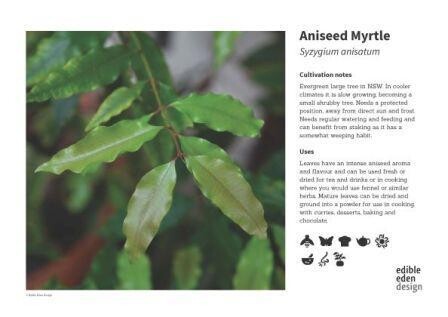 Bonus Pack - 5 Bush Tucker Plant ID Interpretive Signs +1 Bonus Symbols Sign Bonus Pack - 5 Bush Tucker Plant ID Interpretive Signs +1 Bonus Symbols Sign, Sign 1: Aniseed Myrtle - Syzygium anisatum