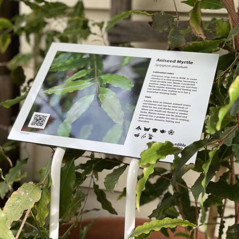 Bonus Pack - 10 Bush Tucker Plant ID Interpretive Signs + 2 Bonus signs, Sign 1: Aniseed Myrtle - Syzygium anisatum