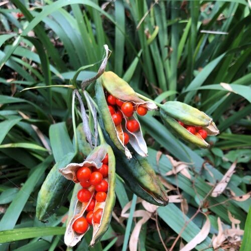 Orange seeded iris (Iris foetidissima)