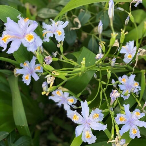 Japanese iris (Iris japonica)