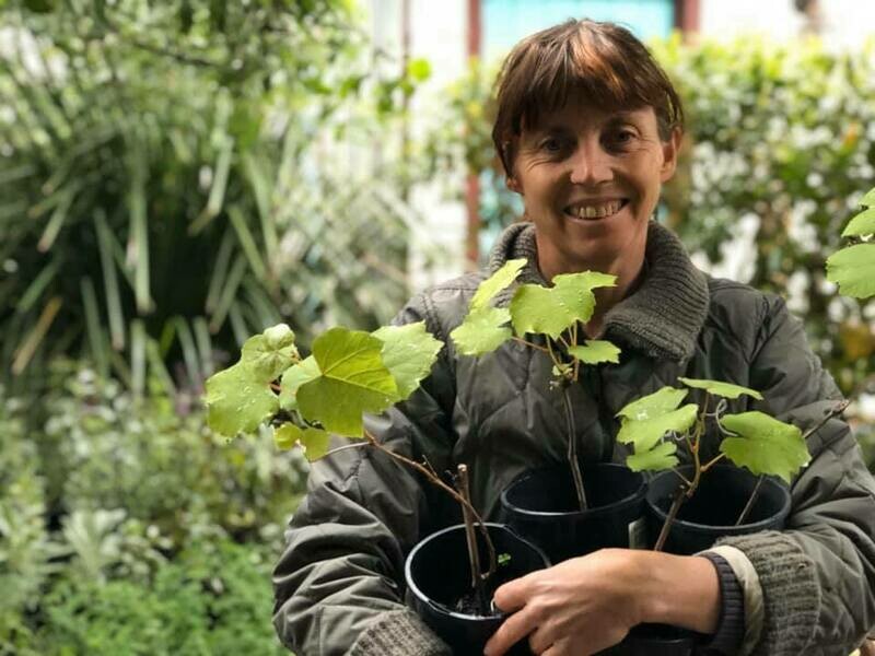 Red strawberry grape plant (Vitis labrusca 'Isabella', Fragola grape