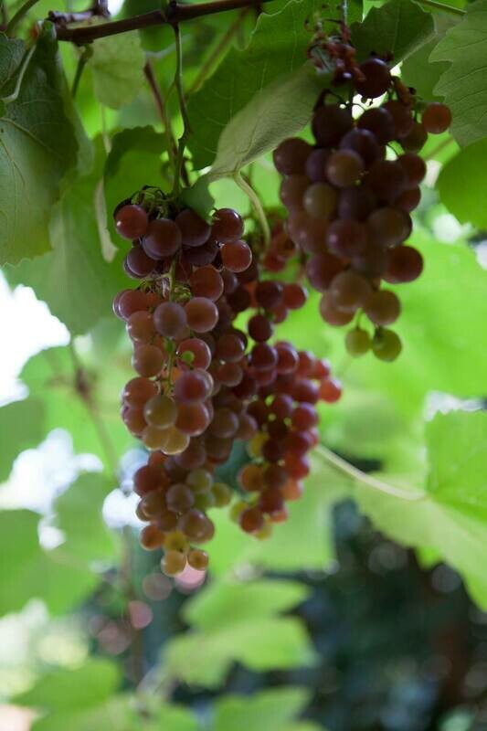 Red strawberry grape plant (Vitis labrusca 'Isabella', Fragola grape Red strawberry grape plant (Vitis labrusca 'Isabella', Fragola grape