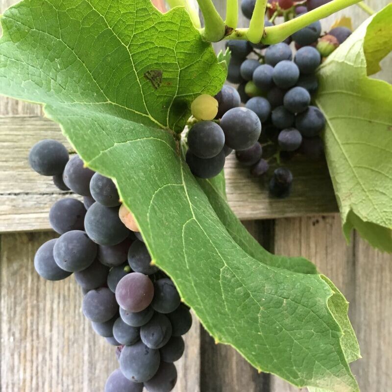Black strawberry grape plant (Vitis labrusca 'Concord'), Fraga grape Black strawberry grape plant (Vitis labrusca 'Concord'), Fraga grape