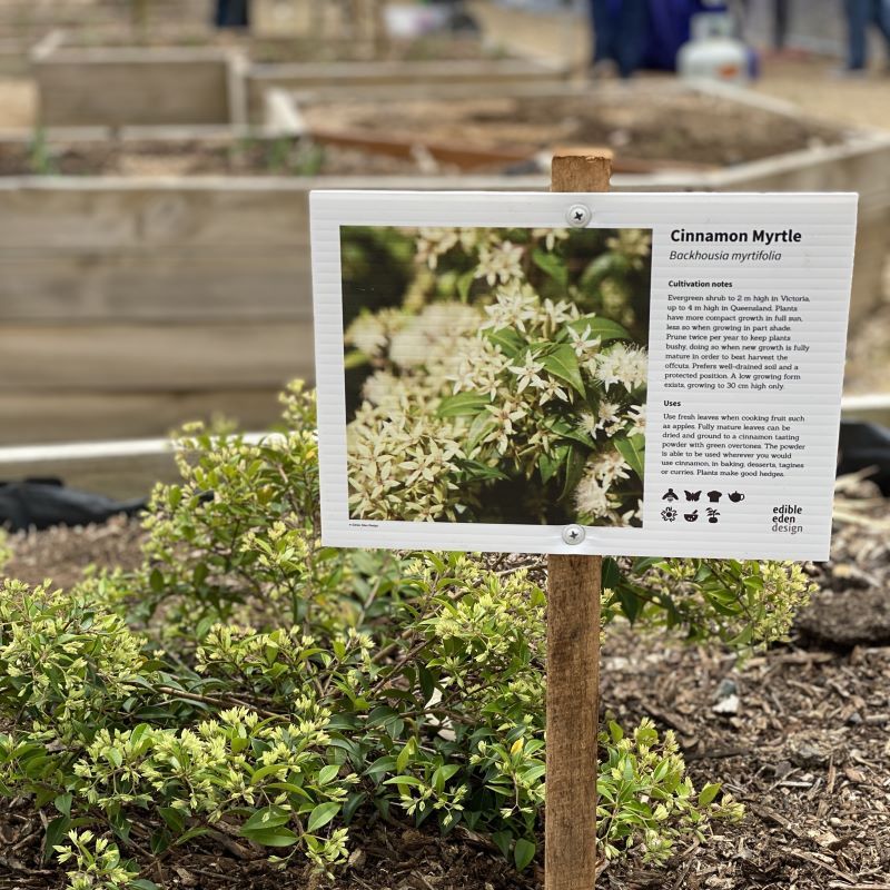 New Plant ID Sign - Bespoke/Customisable, Size and Material: Corflute - 29.5 x 21 cm