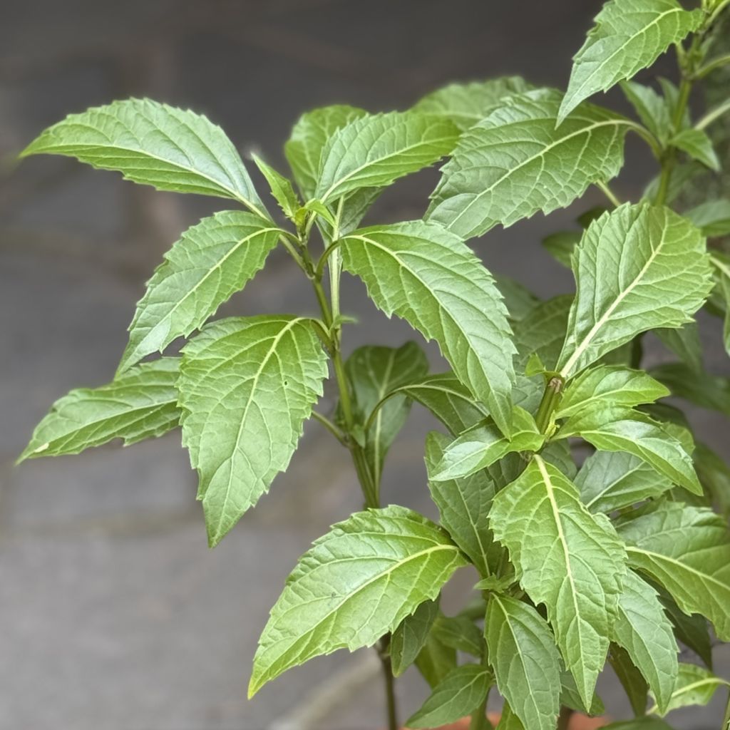 Green Pepper Perennial Basil, Ocimum selloi Green Pepper Perennial Basil, Ocimum selloi
