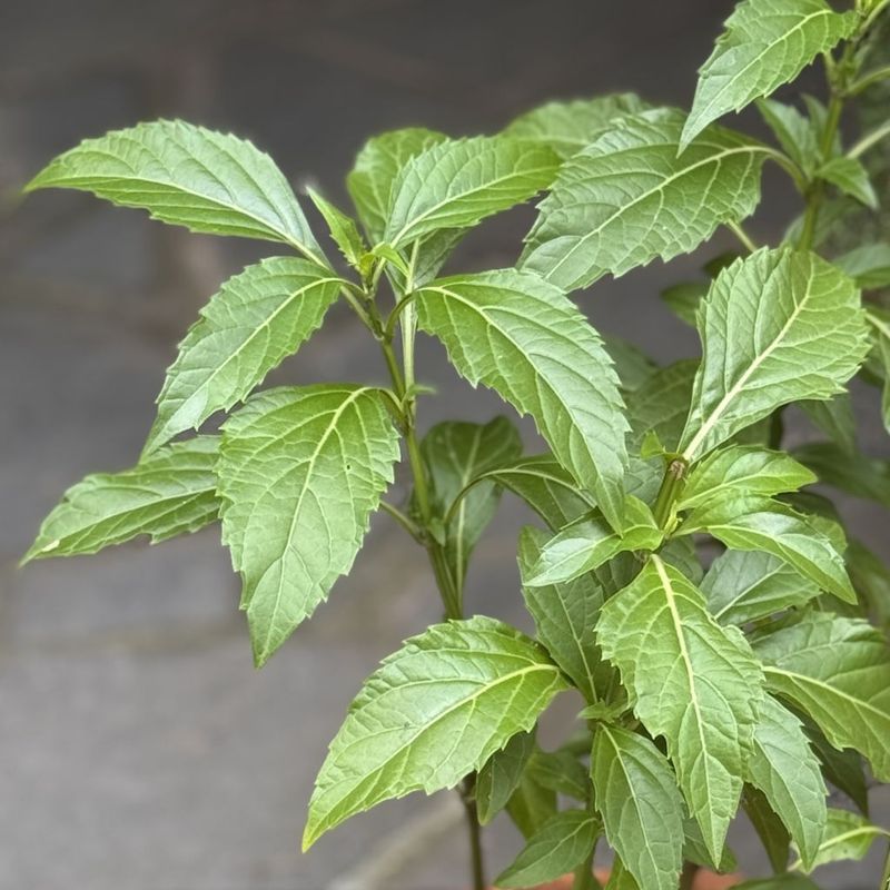 Green Pepper Perennial Basil, Ocimum selloi