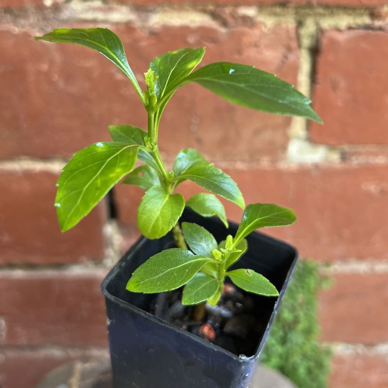 Green Pepper Perennial Basil, Ocimum selloi