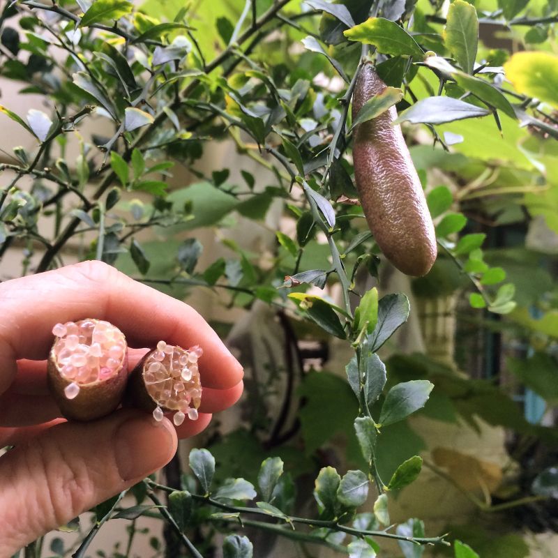Finger Lime, Microcitrus australasica (seedling)