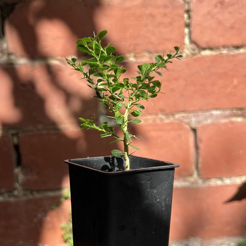 Finger Lime, Microcitrus australasica (seedling)