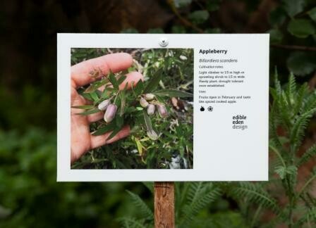 Bush Tucker Plant ID Interpretive Sign  - Stakes optional, Plant Name: Appleberry - Billardiera scandens