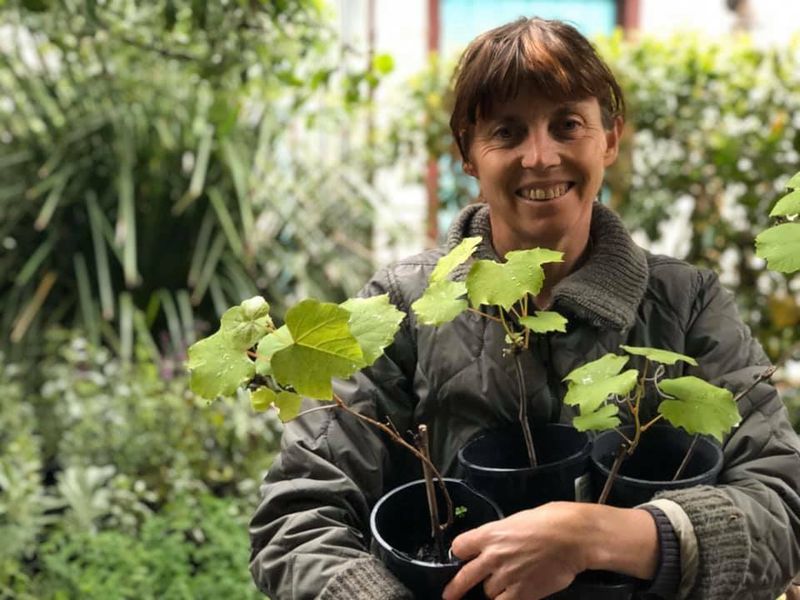 White strawberry grape plant (Vitis labrusca 'Isabella', Fragola grape)