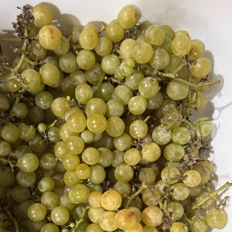 White strawberry grape plant (Vitis labrusca 'Isabella', Fragola grape) White strawberry grape plant (Vitis labrusca 'Isabella', Fragola grape)