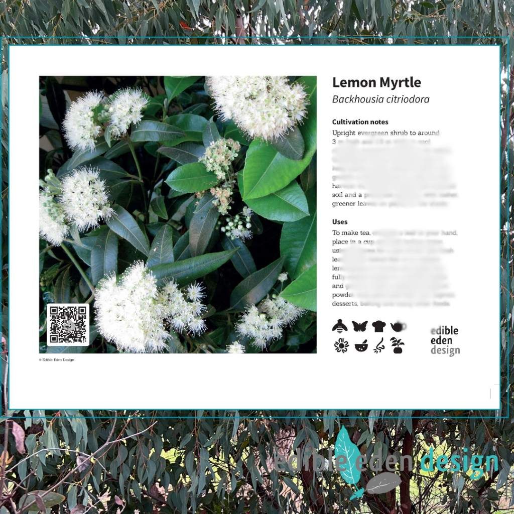 Lemon Myrtle - Bush Food Plant ID Interpretive Sign Lemon Myrtle - Bush Food Plant ID Interpretive Sign