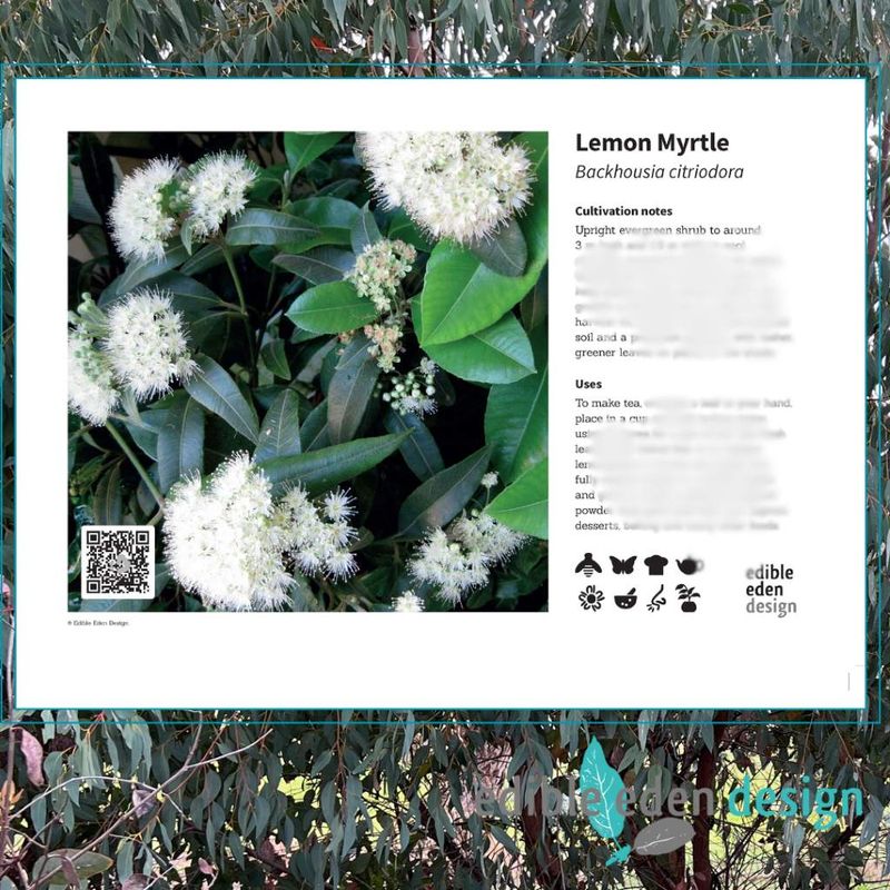 Lemon Myrtle - Bush Food Plant ID Interpretive Sign