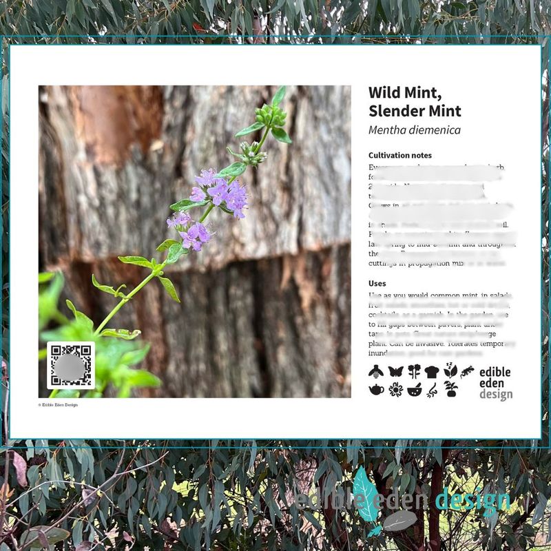Wild Mint, Slender Mint - Bush Food Plant ID Interpretive Sign Wild Mint, Slender Mint - Bush Food Plant ID Interpretive Sign