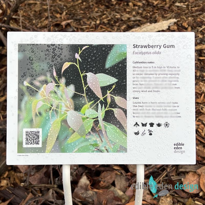 Strawberry Gum - Bush Food Plant ID Interpretive Sign