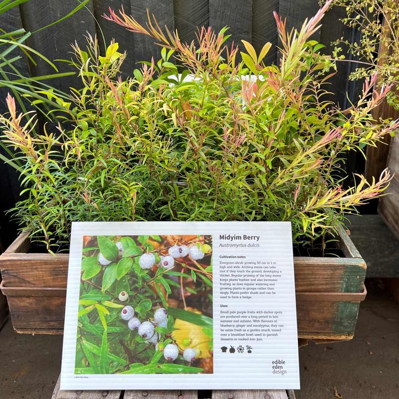 Midyim berry - Bush Food Plant ID Interpretive Sign