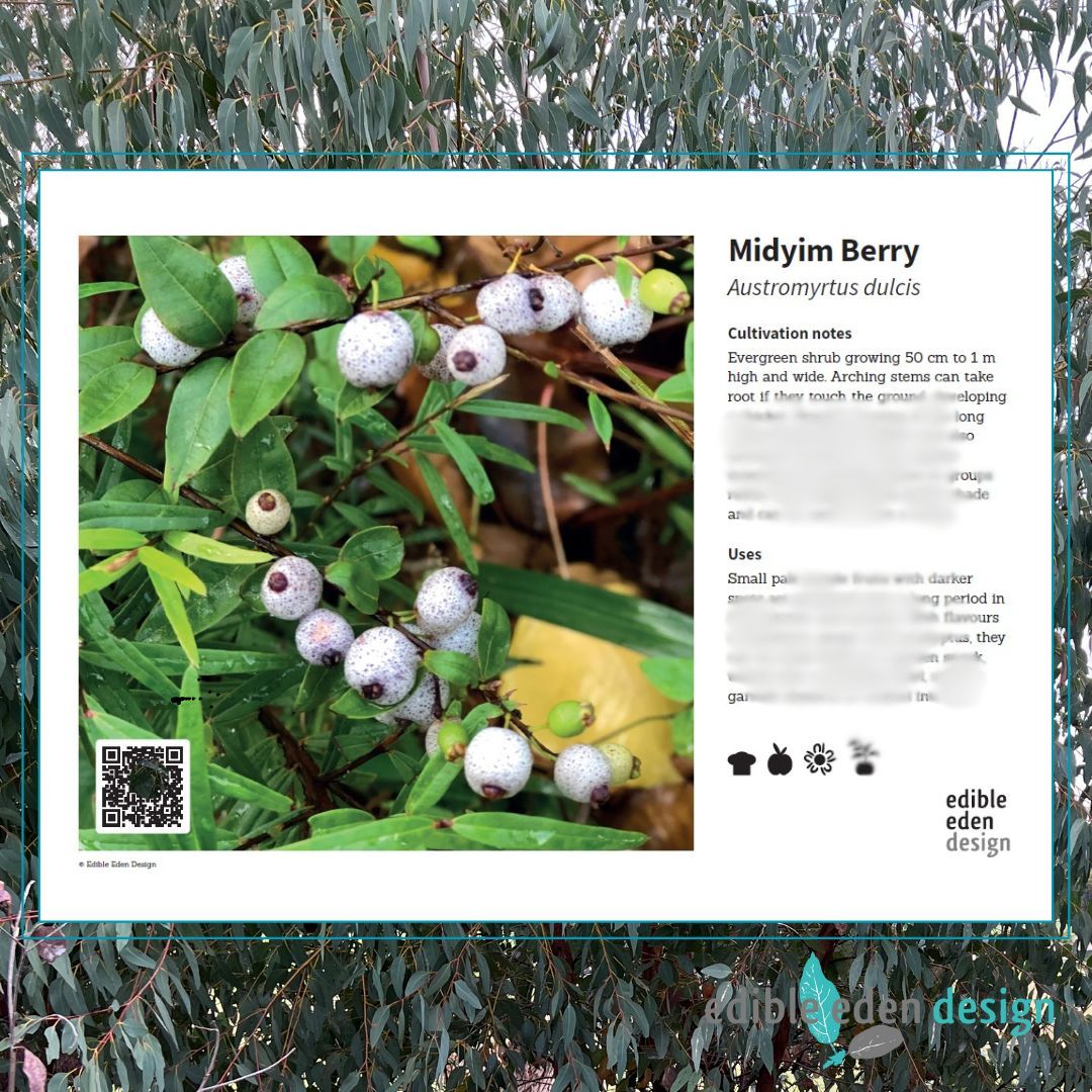 Midyim berry - Bush Food Plant ID Interpretive Sign Midyim berry - Bush Food Plant ID Interpretive Sign
