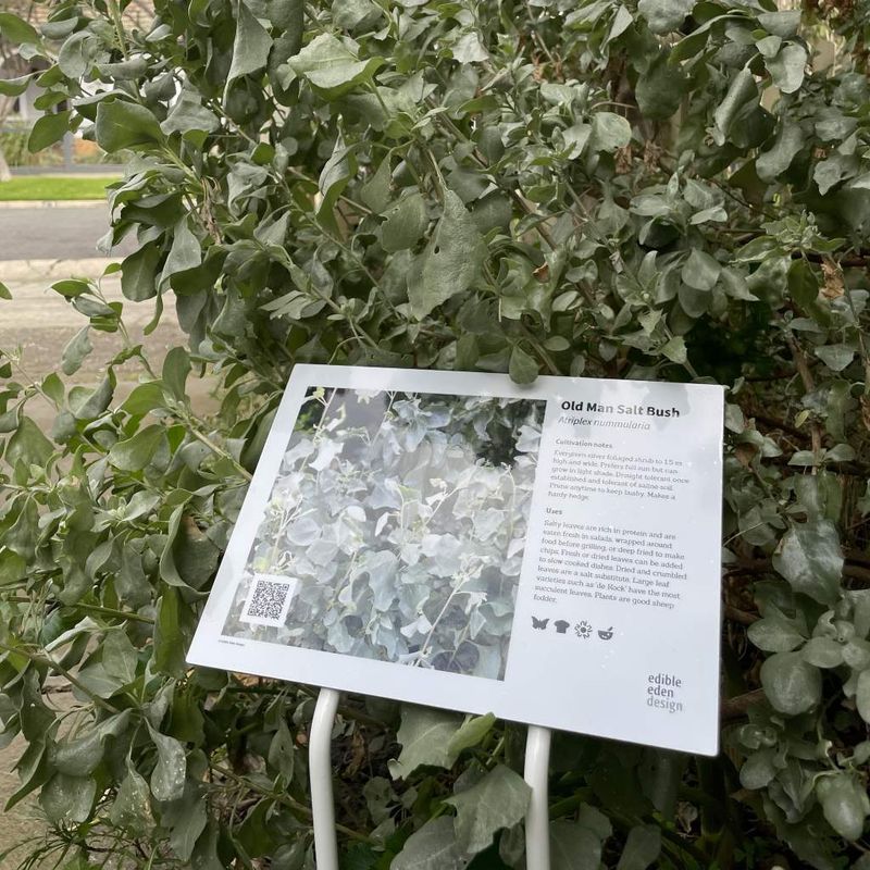 Old Man Saltbush - Bush Food Plant ID Interpretive Sign