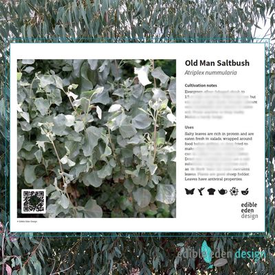 Old Man Saltbush - Bush Food Plant ID Interpretive Sign Old Man Saltbush - Bush Food Plant ID Interpretive Sign