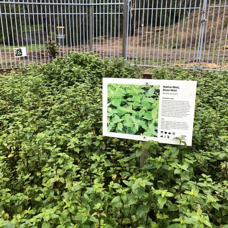 Native river mint Mentha australis - Bush Food Plant ID Interpretive Sign