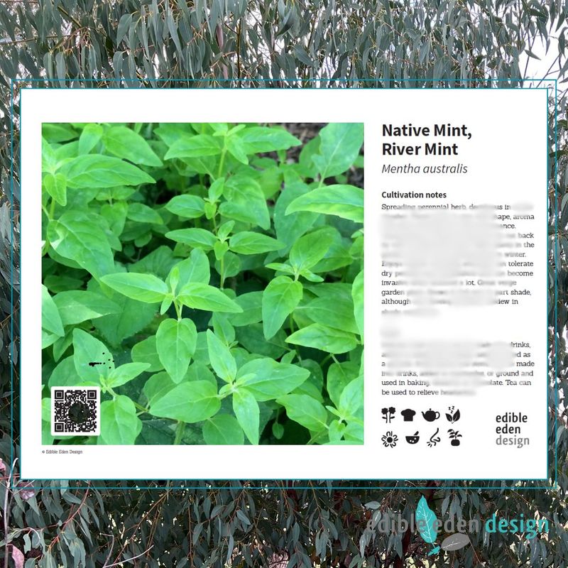 Native river mint Mentha australis - Bush Food Plant ID Interpretive Sign Native river mint Mentha australis - Bush Food Plant ID Interpretive Sign
