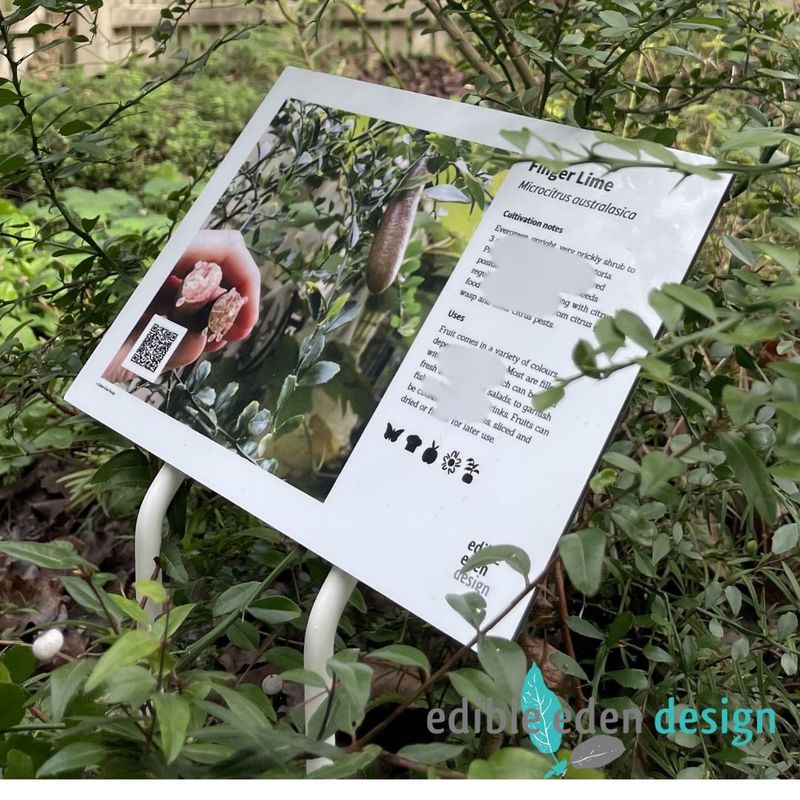 Finger Lime- Bush Food Plant ID Interpretive Sign