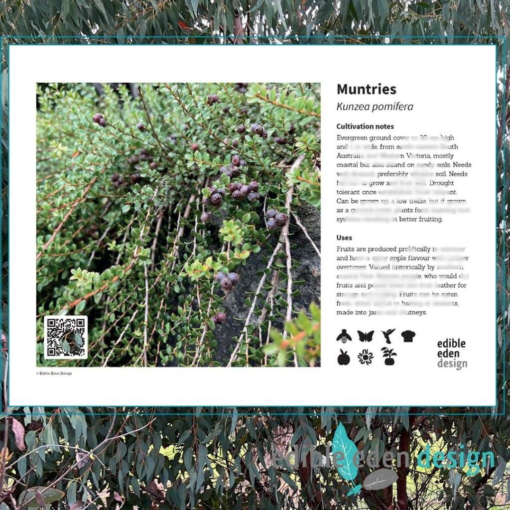 Muntries - Bush Food Plant ID Interpretive Sign