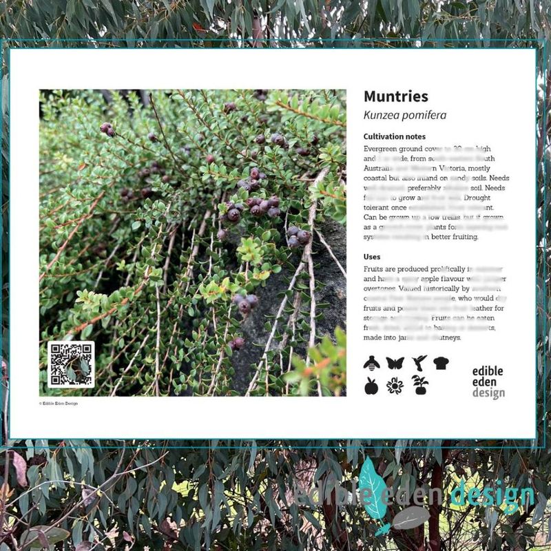 Muntries - Bush Food Plant ID Interpretive Sign