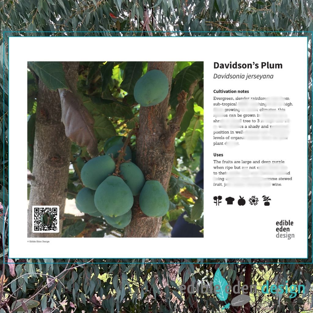 Davidson’s Plum - Bush Food Plant ID Interpretive Sign