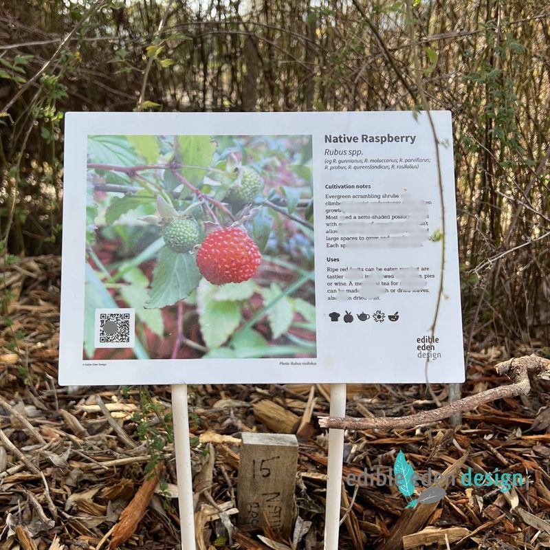 Native Raspberry - Bush Food Plant ID Interpretive Sign - Rubus spp.