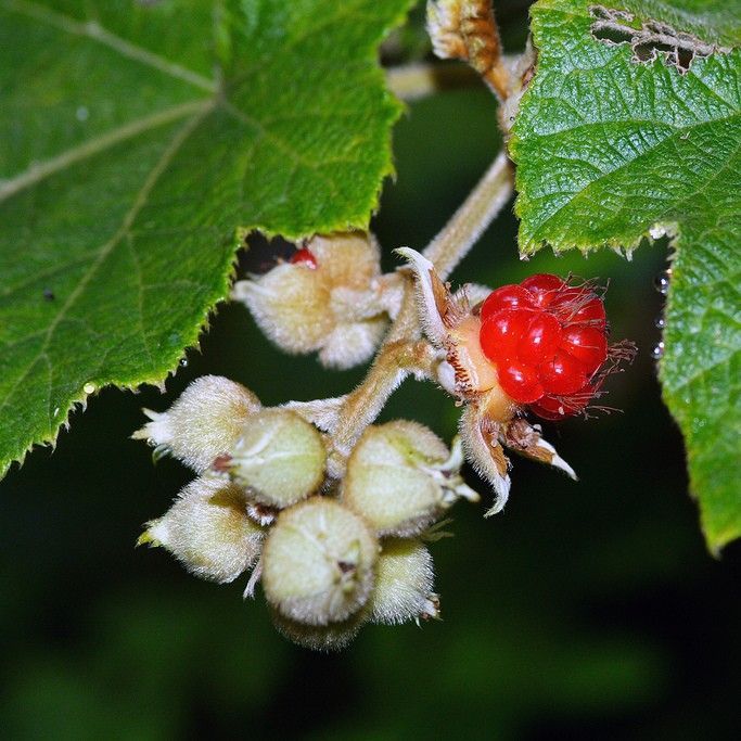 Native Raspberry - Bush Food Plant ID Interpretive Sign - Rubus spp.
