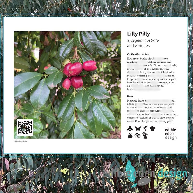 Lilly Pilly - Bush Food Plant ID Interpretive Sign - Syzygium australe and varieties